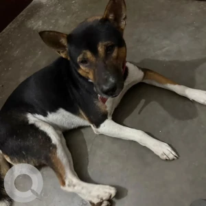 A Black and White Indie Dog Missing from Sibsagar