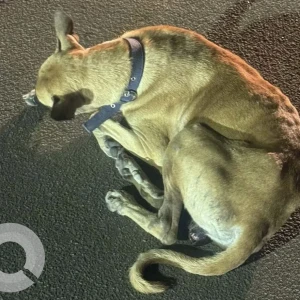 A Brown German Shepherd cross Dog Found from Neelankarai, Bask cafe-2