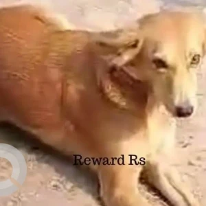 A Brown Indie Dog Missing from Greater Noida