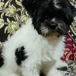 A Black and White Shih Tzu Dog Missing from Sunnadkeri, KR Mohalla