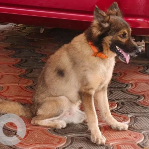 A White-Brown Mix Indie Dog Found from Gogol Housing Board, Margao