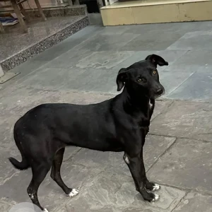 A Black Indie Dog Found from MD market, MD block, Pitampura