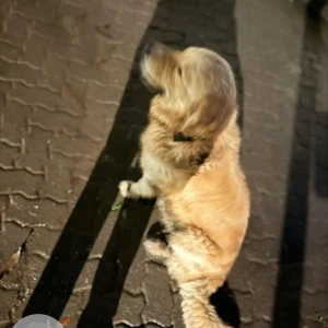 A Golden Golden Retriever Dog Missing from Shivajinagar, Pune