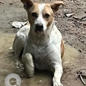 A White-Brown Mix Indie Dog Missing from DLF City Phase 1, Gurugram