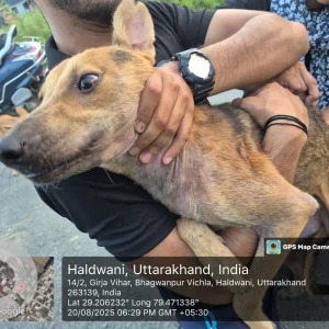 Rabies vaccination-57