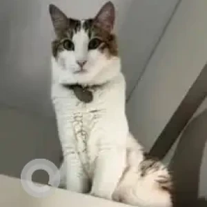 A White and Grey Calico Cat Missing from Marathahalli, Bengaluru-2