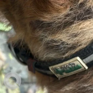 A Black and Brown Indie Dog Missing from Pune-3