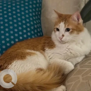 A White-Brown Mix Indie Cat Missing from Mantri Sarovar, HSR Layout-2