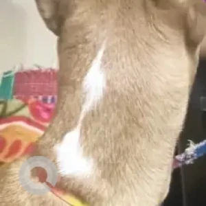 A White-Brown Mix Indie Pariah Dog Missing from KTPO, Whitefield-2