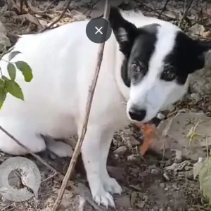 A Black and White Indie Dog Found from Laxmi Nagar-2