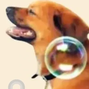 A White-Brown Mix Culture Pomeranian Dog Missing from Devkota Nagar, Guwahati-2