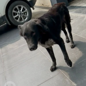A Black Indie Dog Missing from Pitampura, New Delhi