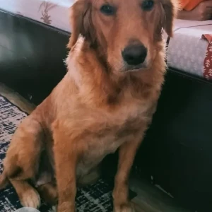 A Brown Golden Retriever Dog Found from New Delhi-2