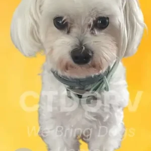 A White Maltese Dog Missing from Hollis Dr, Meriden