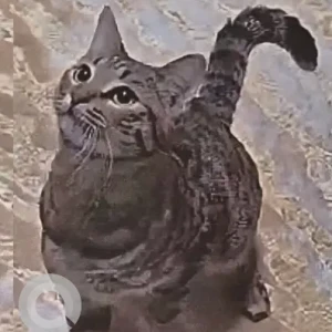 A Grey Domestic Shorthair Cat Missing from Muweilah Commercial, In front of hub pet clinic, Sharjah