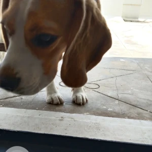 A Black and White Beagle Dog Missing from kempapura-3