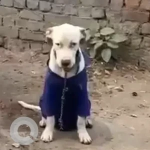 A White Labrador mix Dog Found from Sector 15 Rohini F Block