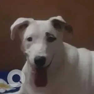 A White-Brown Mix Indie Dog Missing from BK Dutt Colony, New Delhi