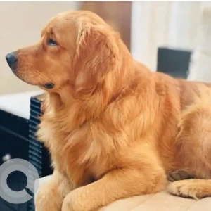 A Brown Golden Retriever Dog Missing from Aerocity D Block
