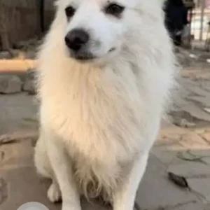 A White Pomeranian Dog Found from Civil lines, cholle bhature wala