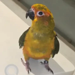 A Green Parrot Bird Missing from Panchsheel vila