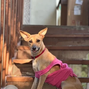 A White-Brown Mix Indie Dog Missing from Greater Hyderabad Municipal Corporation East Zone, Hyderabad-3