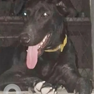 A Black and White Indie Dog Missing from Hauz khas, Vasant Kunj-3