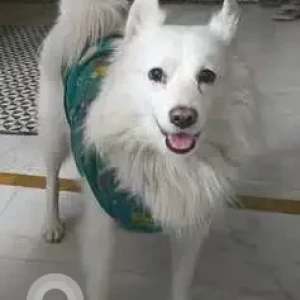 A White Indian Spitz Dog Missing from Shiv chowk mandir