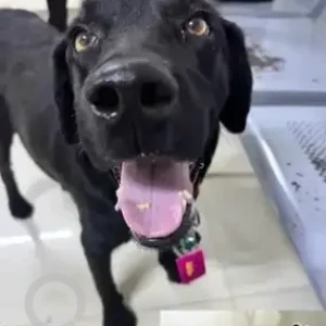 A Black Labrador Dog Missing from OMBR Layout, Banaswadi-2