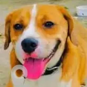 A White-Brown Mix Beagle Dog Found from Rainbow vistas, near IDL lake, Kukatpally