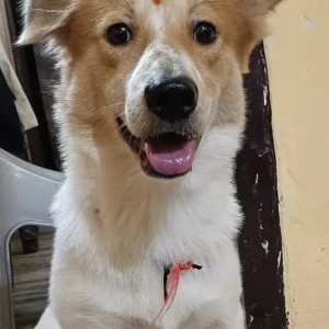 A White-Brown Mix Pomeranian mix Dog Missing from Tagore garden, Raghubir nagar
