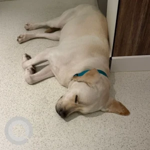 A White Labrador Dog Found from JVC , next to erudio centre