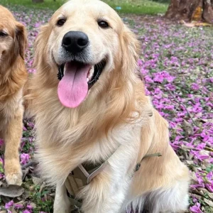 A Golden Golden Retriever Dog Missing from Bangalore University