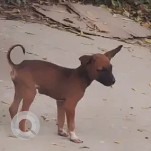 A Black and Brown Indie Dog Found from Valasaravakkam
