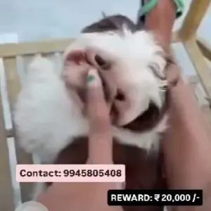 A Black and White Shih Tzu Dog Missing from Girinagar-2