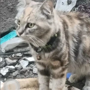 A Black and Brown Indie Cat Found from Subbanna Palya Maruthi Sevanagar