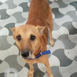 A Brown Indie Cat Missing from Inagar, Mothilal street