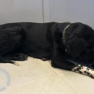 A Black and White Indie Dog Missing from Baner area-2