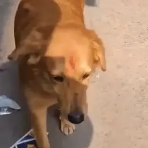 A White-Brown Mix Indie Dog Missing from Gali No.13, Krishna park extension-2