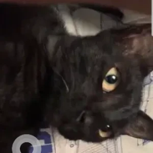 A Black Indie Cat Missing from Budhanilkantha Municipality Ward No. 1-2