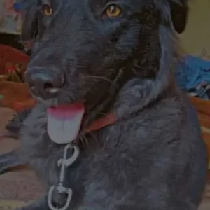 A Black Indie Dog Missing from Ashram, Bhogal-2