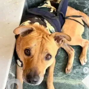 A Brown Indie Pitbull mix Dog Found from BTM stage 2, Vighneshwara temple-2