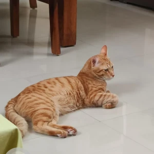 A Orange Ginger Cat Missing from Harlur lake