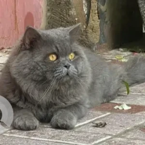 A Grey Persian Dog Missing from Hassanabad phase 2