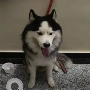 A Black and White Husky Dog Found from JP Nagar 6th phase