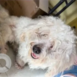 A White Poodle/Bichon Mix Dog Found from Parker St/Wilder St