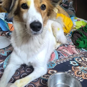 A White-Brown Mix Indie Dog Missing from Model town-3