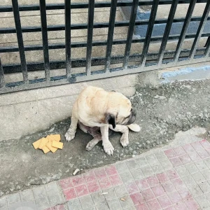 A Black and White Pug Dog Found from Anna Nagar, Chennai