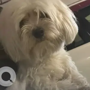 A White Shih Tzu Dog Found from Al Barsha Coop roundabout