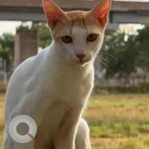 A White-Brown Mix Calico Cat Missing from Medavakkam, VGP pushpa nagar